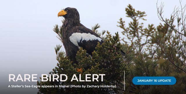 Reproduction of a website that issued alerts with information about the eagle's whereabouts