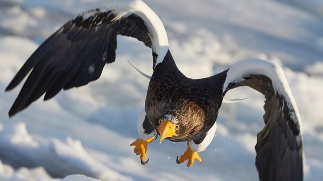 stellar sea eagle in flight