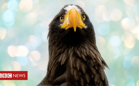 The lost eagle that wandered 8 thousand km from the route and ended up in the United States