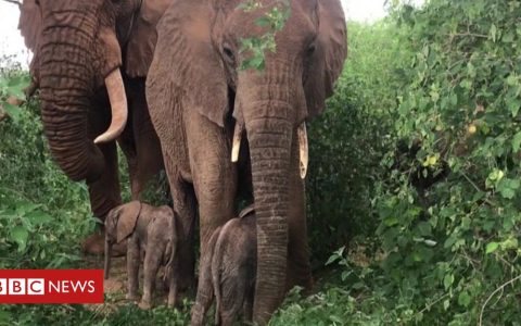 Rare birth of twin elephants recorded in Kenya