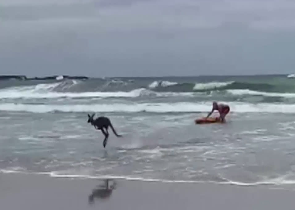 A kangaroo was rescued from a beach in Australia by a 17-year-old rookie lifeguard.