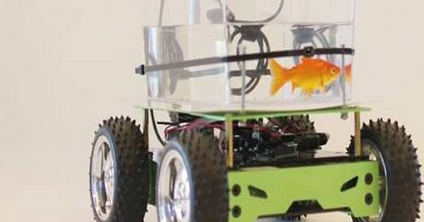 Goldfish can drive on dry land: Israeli study