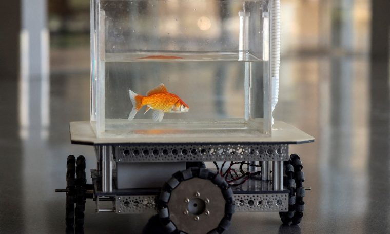 Goldfish can drive on dry land, finds Israeli study  Science
