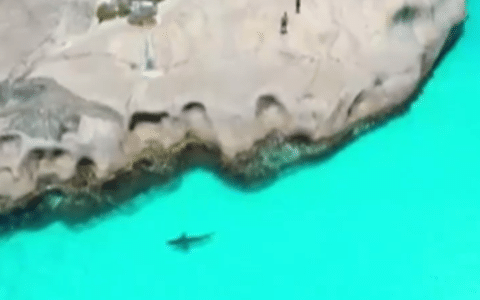 Turistas são resgatados após serem 'cercados' por tubarão na Australia