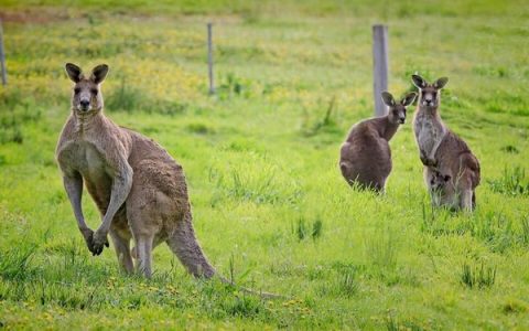 Why do kangaroos jump?