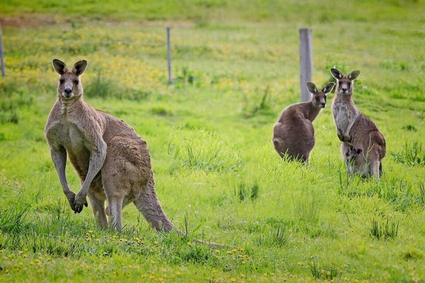 Why do kangaroos jump?