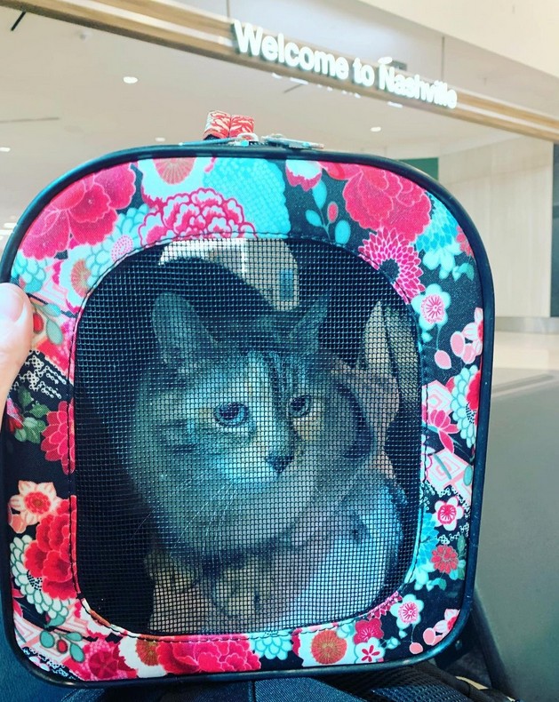 EB's tutors were too shocked to receive the call, informing them that the cat had been found after so long (Photo: @riversidecountyanimalservices/ Instagram/ Reproduction)