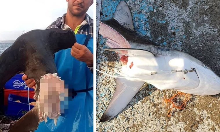 Fisherman reveals: cannibalism among sharks is a trend in Australia – PHOTOS