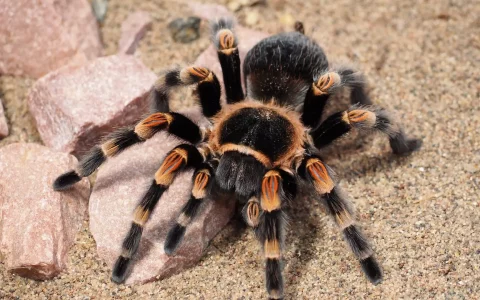 Man with bipolar disorder adopts 120 tarantulas