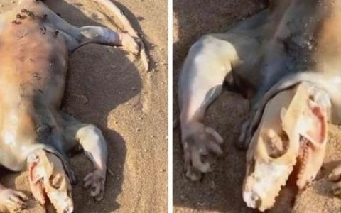Stranger Creature Found Dead on Beach: 'Alien Alert!'