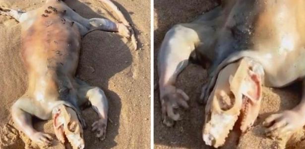 Stranger Creature Found Dead on Beach: 'Alien Alert!'
