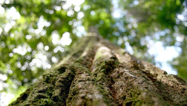 Brazilian jungles;  Climate ;  Stability;  carbon credits;  Logging;  afforestation;  (Photo: Shutterstock)