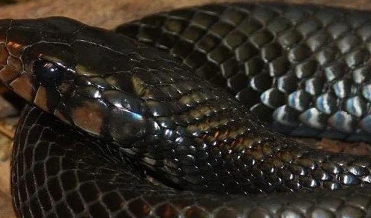 Extinct for more than 70 years, eastern Nile snake sighted in the wild