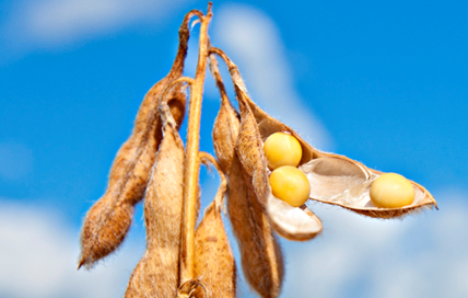 US soybean exports may be limited even if Brazil's crop fails