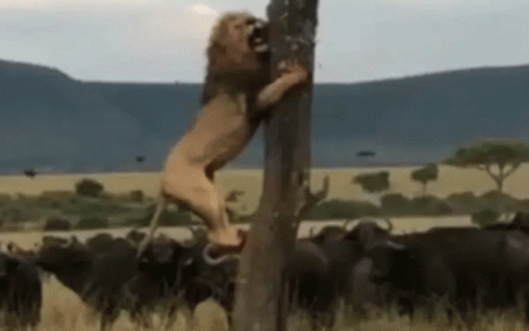 Darr Gaya Jungle Ka Raja: Lion climbs tree to escape from buffalo herd in viral video  Biodiversity