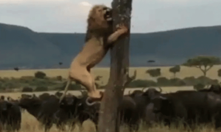 Darr Gaya Jungle Ka Raja: Lion climbs tree to escape from buffalo herd in viral video  Biodiversity