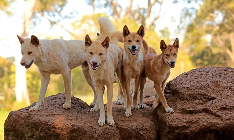 Dingoes are descendants of modern dogs and wild wolves, study shows