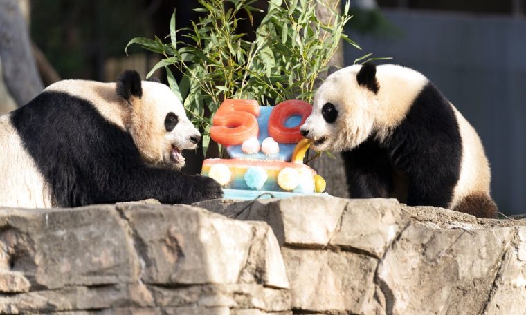 Giant pandas are eating 'cake' to celebrate the 50th anniversary of the species' arrival in the United States.  World