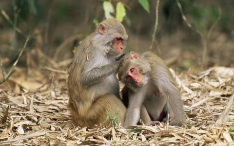 Monkeys with more friends have larger brain regions associated with empathy, study finds  Biodiversity