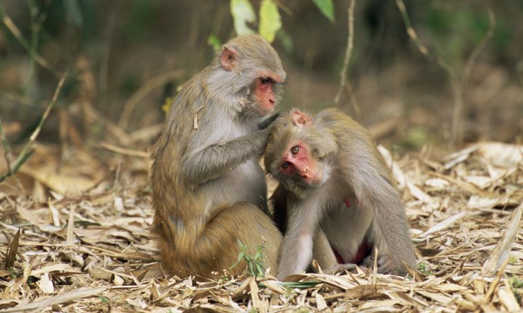 Monkeys with more friends have larger brain regions associated with empathy, study finds  Biodiversity