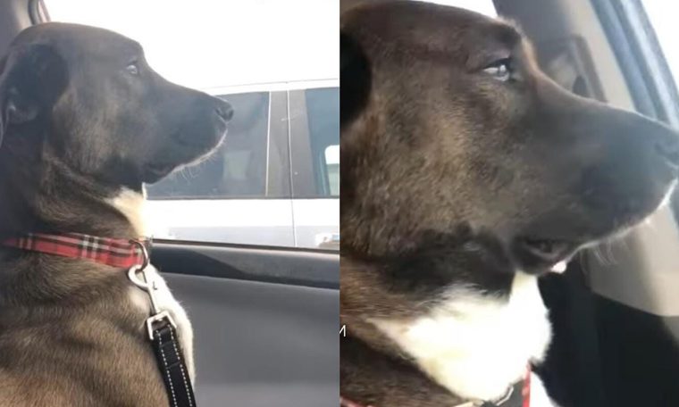 The dog is 'injured' and avoids making eye contact with the owner after being taken to the dentist;  Video