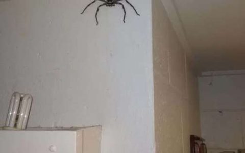 Charlotte: Man creates "giant spider" against cockroaches - International
