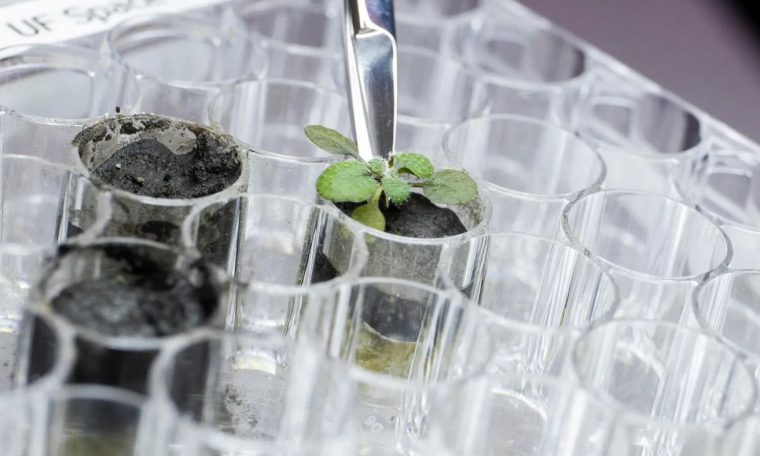 Researchers manage to grow plants on lunar soil