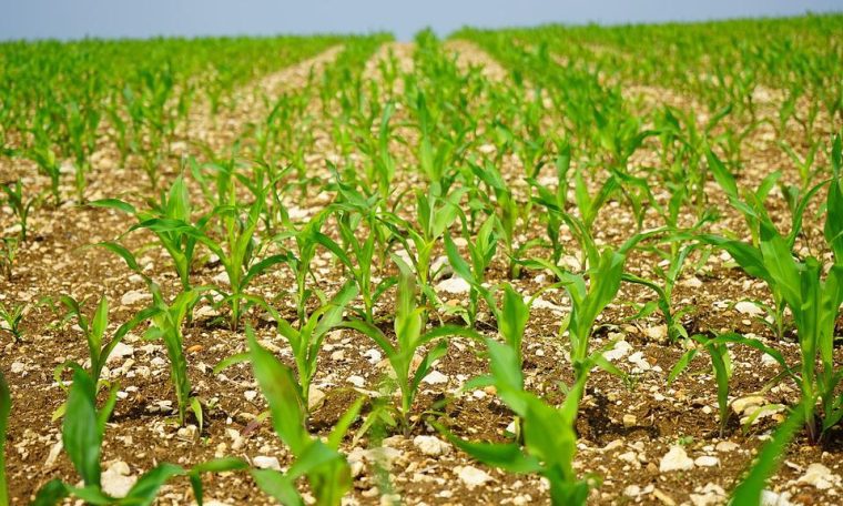 Corn Planting Advances in the United States;  Improvement in the valuation of wheat