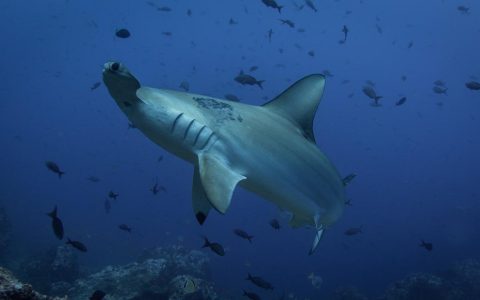 Sharks live around an active underwater volcano, scientists explain;  what happened was recorded years ago