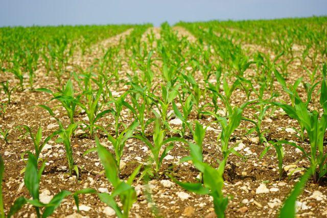 Climate, Maize Planting, Agricultural Area, Second Crop, Weather Forecast, US Crops, Rainfall