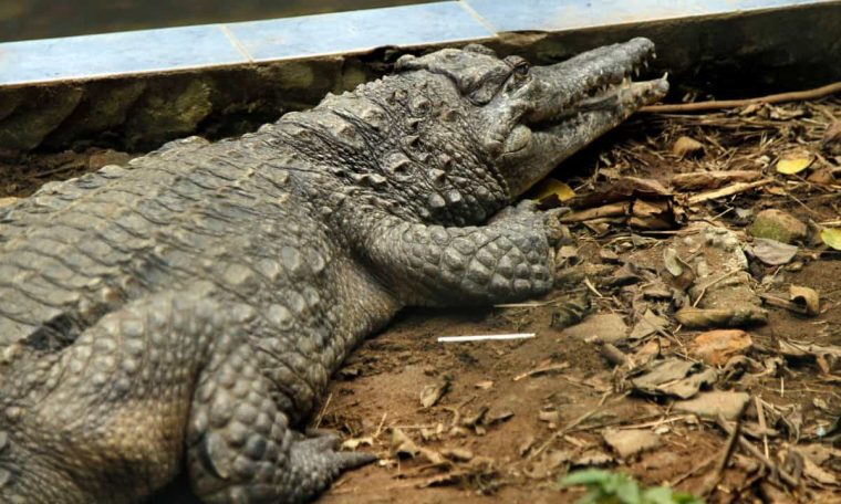 Man freed after crocodile attack in Australia