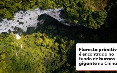 Scientists Discover Ancient Forest Inside Giant Hole in China  environment