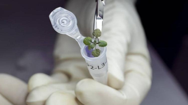 Samples of plants grown in lunar soil - UF/IFAS - UF/IFAS
