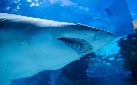 Sharks live in crater of active submarine volcano and intrigue scientists