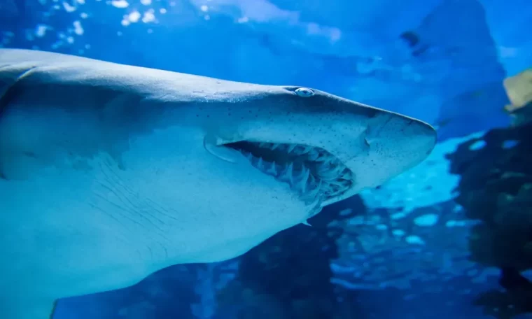 Sharks live in crater of active submarine volcano and intrigue scientists