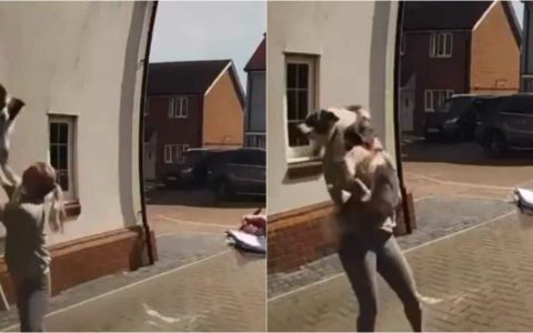 Mulher pega cachorro que caiu de prédio