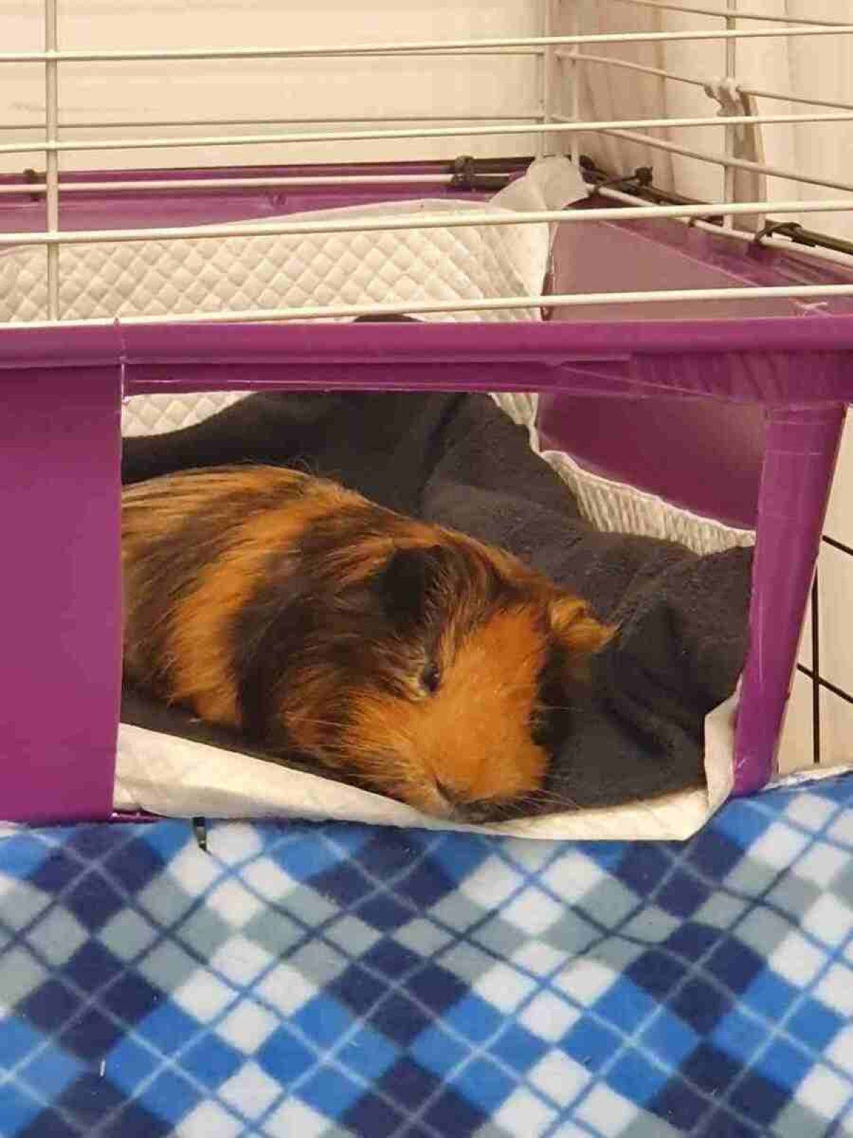     Credits: Personal Archive.  magazine.  05/06/2022.  animals.  Danny Guinea Pig from owner Isabella Klein. 