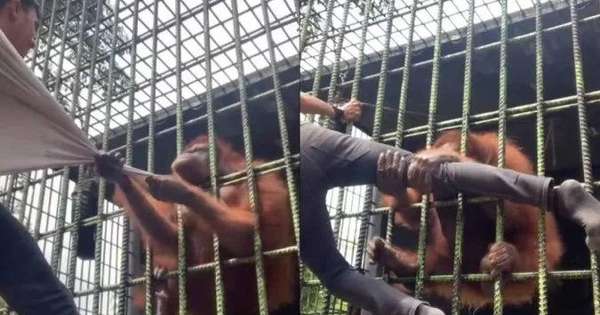 Video: Orangutan grabs zoo visitor and refuses to leave