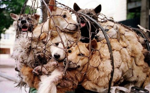 Activists manage to save 386 dogs that will be eaten at Yulin festival in China