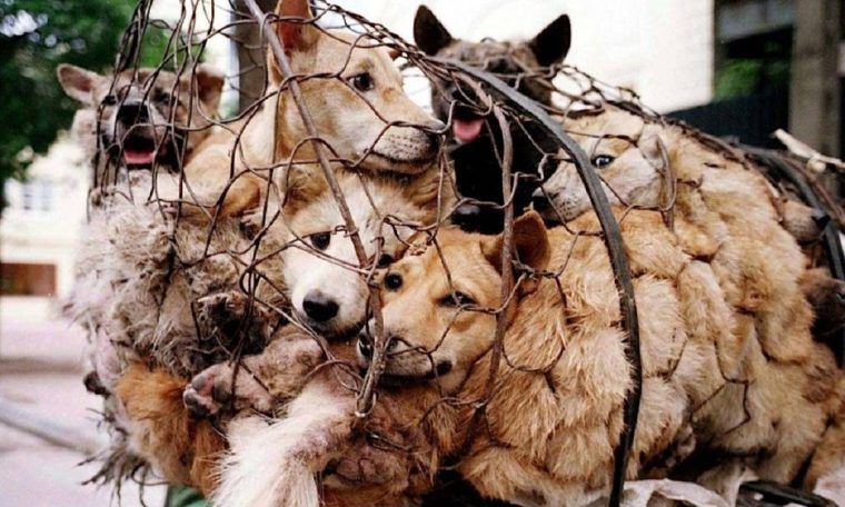 Activists manage to save 386 dogs that will be eaten at Yulin festival in China