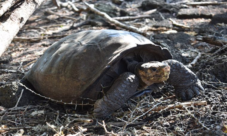 After all, the Galapagos tortoise isn't extinct