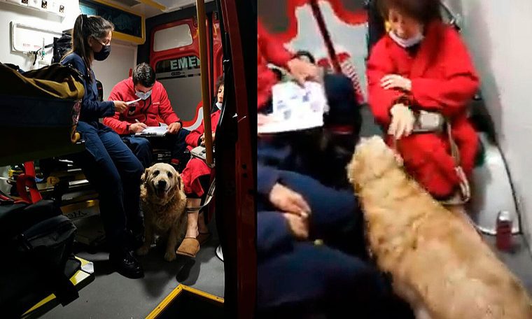 Dog refuses to leave owner alone in ambulance and is taken to paramedics