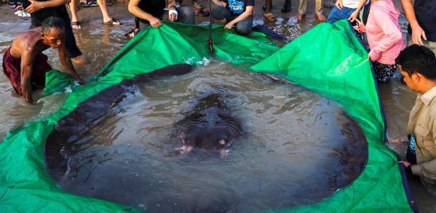 Giant stingray weighing 300 kg becomes largest freshwater fish ever caught
