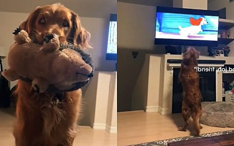 Golden retriever dog has cute reaction to watching Disney classic 'Lady and the Tramp'