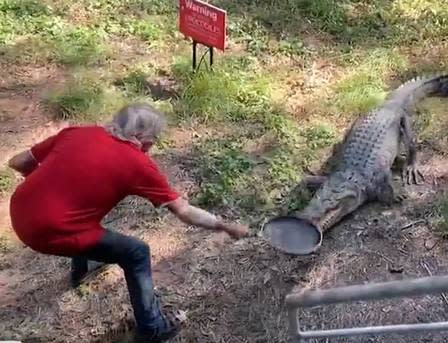 Man uses frying pan to drive crocodile out of restaurant in Australia