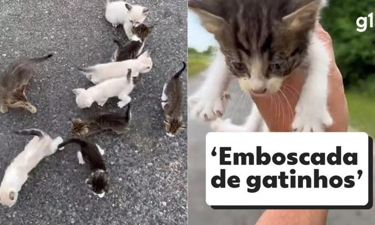 The man stops on the road to rescue the kitten and falls into an 'ambush' along with the rest of the litter.  domestic animal