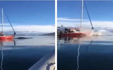 The whale runs away after being chased by the boat;  The crew 'just laugh' - Metro World News Brasilia