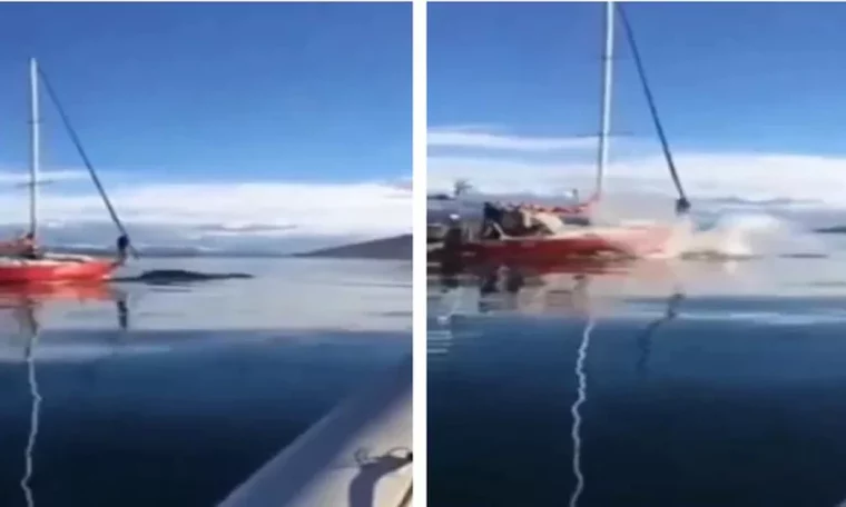 The whale runs away after being chased by the boat;  The crew 'just laugh' - Metro World News Brasilia