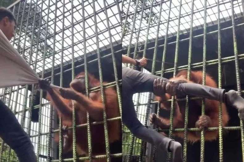 Orangutan caught zoo visitor