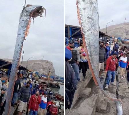 Orefish caught over 5m in Chile